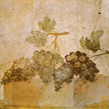 Fresco with bunches of grapes, Pompeii